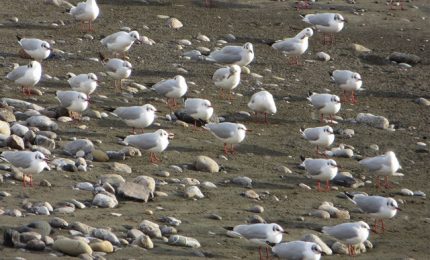 La storia del piccolo gabbiano perso da mamma gabbiana e curato da un signore. Poi ritrovato da mamma gabbiana