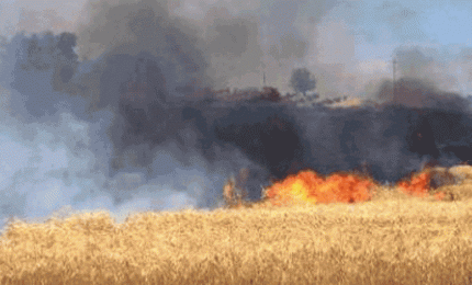 300 ettari di campi di grano bruciati dal fuoco ieri e stanotte in Sicilia: la denuncia di Giuseppe Li Rosi (Simenza)/ MATTINALE 513