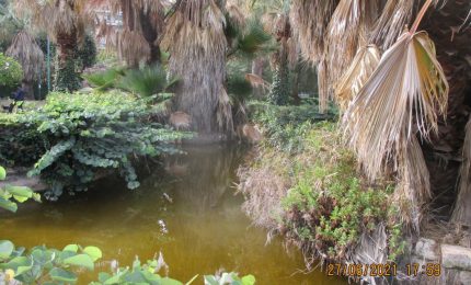 Villa Sperlinga, laghetto con le acque sporche, pesci e tartarughe in sofferenza/ PALERMO-CITTA' 92