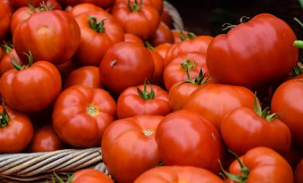 La megalopoli del pomodoro in Marocco per eliminare il pomodoro in Europa. Gli interessi delle multinazionali / MATTINALE 497