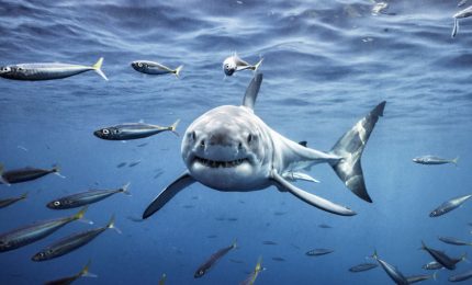 Lo squalo? Non sempre &egrave; pericoloso. Oggi rischia l'estinzione: viene catturato per esse venduto come pescespada