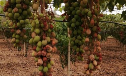 Mazzarrone, il caldo infernale ha 'bollito' l'uva da tavola pregiata. Danni ingenti