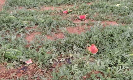 I cinghiali peggio dei Savoia: si stanno 'sbafando le meravigliose angurie siciliane di Mazara del Vallo!