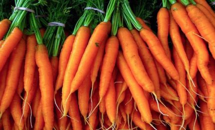 Le piante soffrono quando le mangiamo? La vendetta dei carnivori contro i vegetariani...