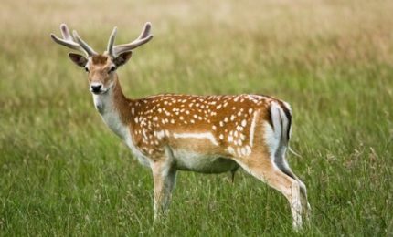 La Regione approva il 'Piano schiticchi', pardon, il Piano per 'controllare' cinghiali e daini...