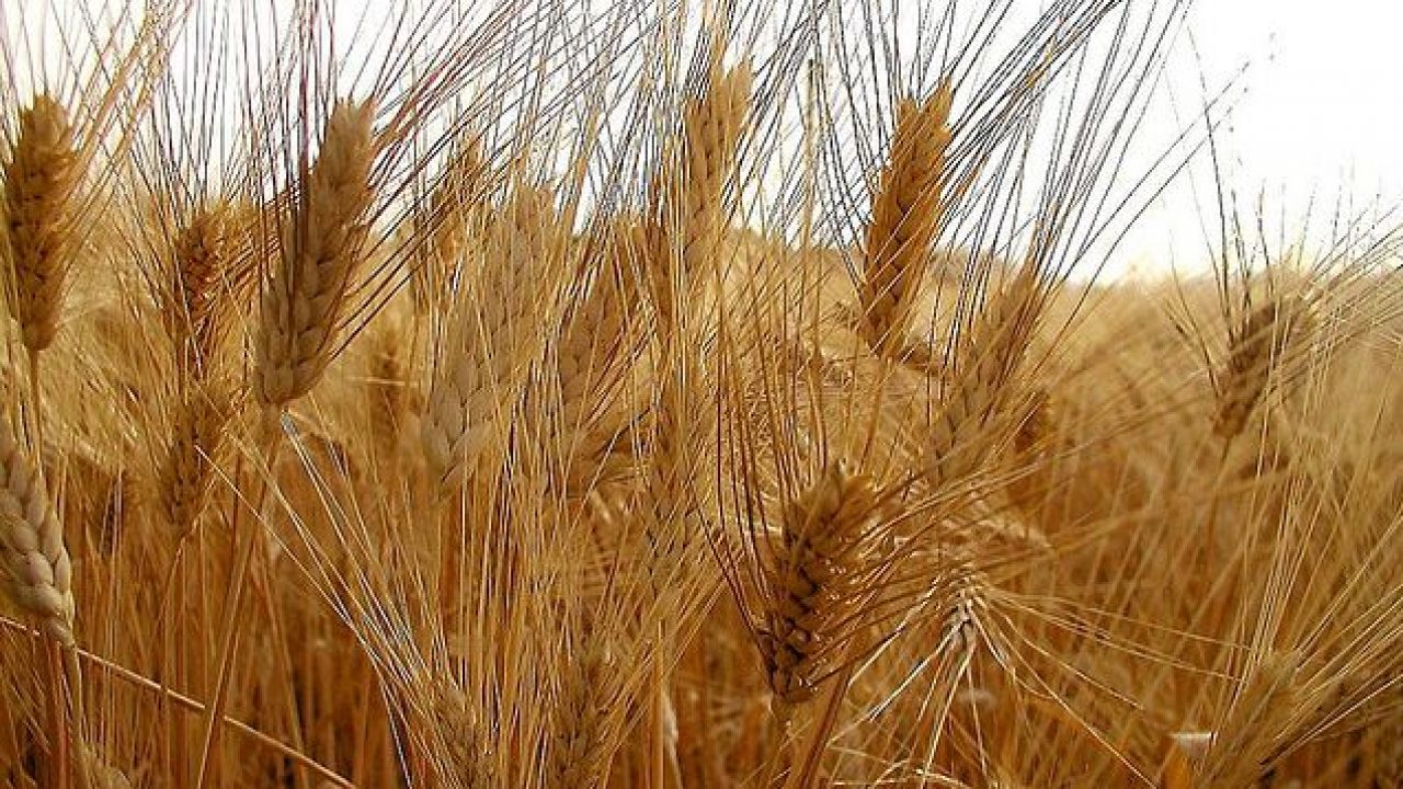 Prezzi Del Grano Duro In Crescita Al Sud E In Sicilia Media 30 Euro Quintale Giuste Le Previsioni Di Mario Pagliaro I Nuovi Vesprii Nuovi Vespri