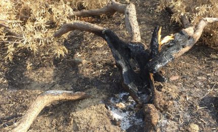 La mafia nelle campagne di Catania e dintorni: cosa c'&egrave; dietro gli incendi che nei giorni scorsi hanno incenerito alcune aziende agricole?