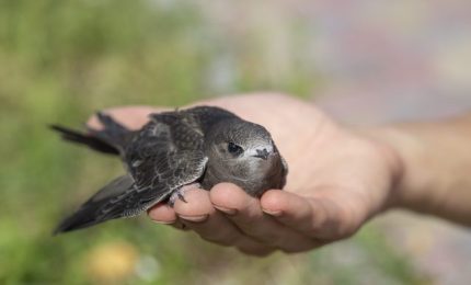 In Sicilia il gran caldo di questi giorni sta causando una strage di animali selvatici. Video-appello del WWF: "Ci aiutino i cittadini"