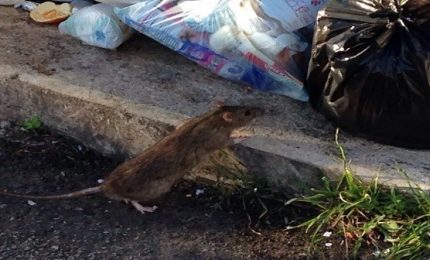 Palermo, nel Villagio Santa Rosalia i topi ballano. E Orlando? Si occupa dei "diritti dei migranti". Li avvertite voi Miccichè e Faraone?/ SERALE