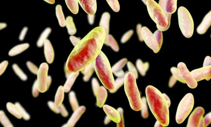 Il 'caso' della brucellosi, i vaccini e la realt&agrave; che ci circonda. Riflettendoci su...