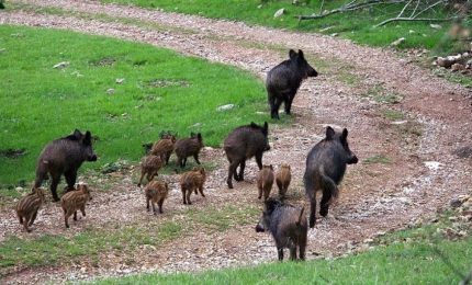 Cinghiali, daini, ghiri e adesso anche i caprioli che insidiano l'agricoltura: natura impazzita o stiamo sbagliando noi?/ SERALE