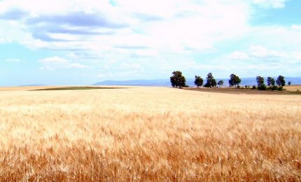 In Canada il prezzo del grano a livelli di record: oltre 700 euro alla tonnellata! Bene Foggia (44 euro/q.le), male la Sicilia (meno di 35 euro/q.le)