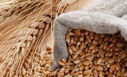 Franco Calderone (ET):  “Incredibile la speculazione dei commercianti in danno dei produttori siciliani di grano duro. I grillini non hanno nulla da dire?”