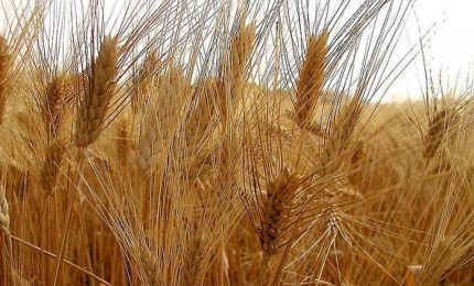 Agricoltura siciliana: bene solo il grano duro, tutto il resto o è crisi (zootecnia, orticoltura) o è incognita (olio d'oliva e vino)/ MATTINALE 470