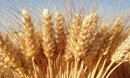 Prezzo del grano duro in rialzo in tutto il mondo. In Francia si profila un piano di emergenza per mancanza di prodotto