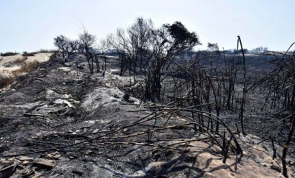 Incendi in Sicilia: gli allevatori che non hanno difeso i propri fondi con le opere di prevenzione del fuoco hanno poco da pretendere