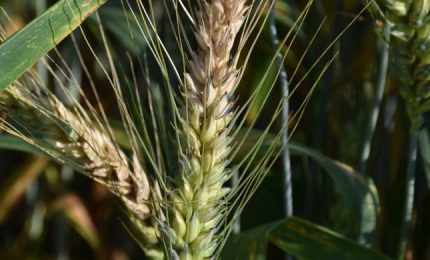 Anno 2016, quando il grano canadese pieno di micotossine DON arrivava con le navi per essere miscelato al nostro grano...