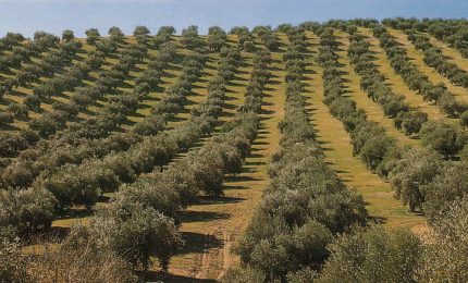 Olio d'oliva/ Basse produzioni in Spagna e Tunisia, buona la produzione in Sicilia, prezzi in salita (sofisticazioni permettendo)