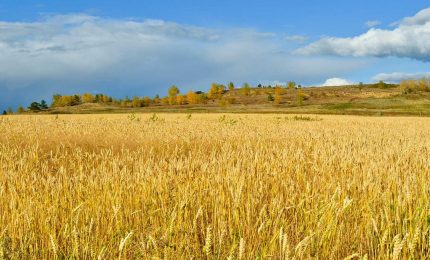 Valorizzazione dei grani antichi per garantire identit&agrave; e valore delle produzioni: la scommessa del GAL Madonie