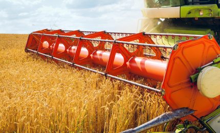 Grano nel mondo: il prezzo &egrave; ai massimi storici non soltanto per i cambiamenti climatici, ma anche per gli acquisti massicci della Cina