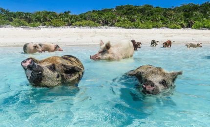 A Vieste maiali in spiaggia fanno il bagno con i turisti (VIDEO)