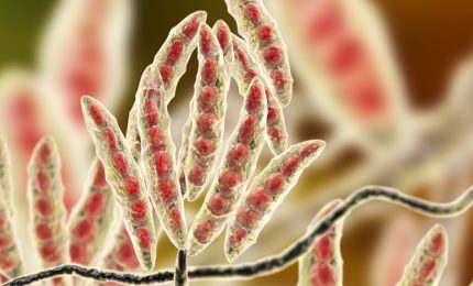 DA NON DIMENTICARE 4/ I danni che le micotossine DON presente del grano 'avvelenato' provocano nel nostro intestino