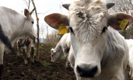 Torna l'incubo della 'muccapazza'? Due casi in Brasile. Cina e Russia bloccano le importazioni di carne bovina brasiliana