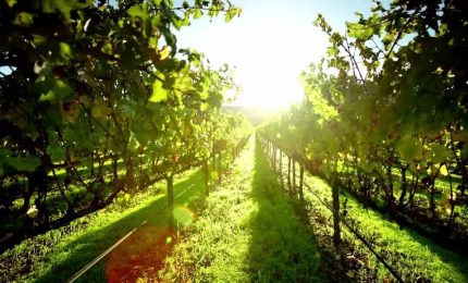 Elevati standard sostenibilit&agrave; per 48% aziende agricole 