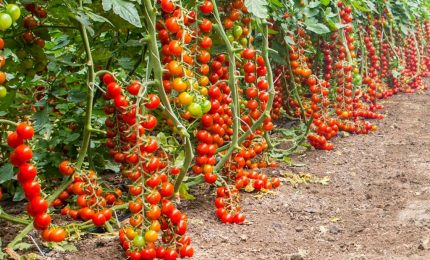 Oltre alla crescita del prezzo del grano, vola anche il pomodorino: fino a 5 euro al Kg il prezzo all'ingrosso a Milano!