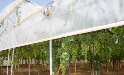 In Svezia hanno cominciato a coltivare uva da tavola apirene 'bio' in serra. E' lecito manifestare qualche dubbio?