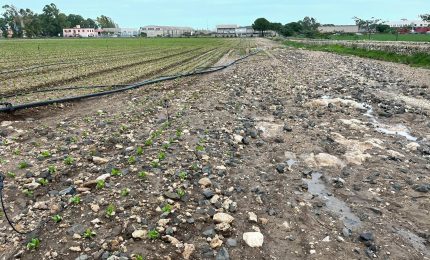 Nubifragi e uragano mediterraneo, in Sicilia danni all'agricoltura per 2 miliardi