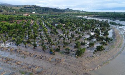 L'alluvione nella Sicilia orientale non risparmia la Piana di Catania con danni enormi alle piantagioni di Arancia Rossa