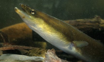 A Londra la cocaina va alla grande e 'sniffano' anche le anguille del Tamigi