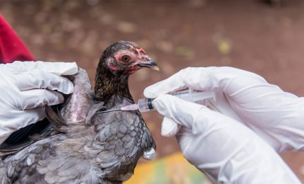 Focolaio di influenza aviaria H5N1 ad alta patogenicità in un allevamento di tacchini in provincia di Verona