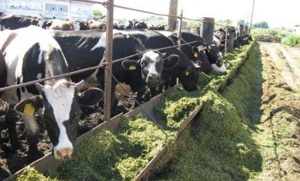 Formazione professionale: Avviso 8-mangiatoia con Enti e societ&agrave; all'insegna del clientelismo padronale (ed elettorale)