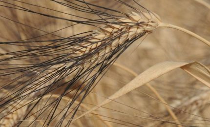 Qualcuno dica ai nostri amici del Nord Italia che il Senatore Cappelli non &egrave; un grano duro antico