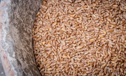 Aumenta il prezzo del grano duro siciliano che passa da 40 a 48 euro al quintale. Timori per il costo dei fertilizzanti alle stelle