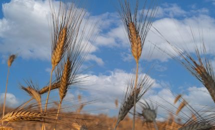 La Tunisia acquista grano duro a 58 euro al quintale, ma gli agricoltori siciliani non riescono a venderlo a più di 40 euro al quintale!