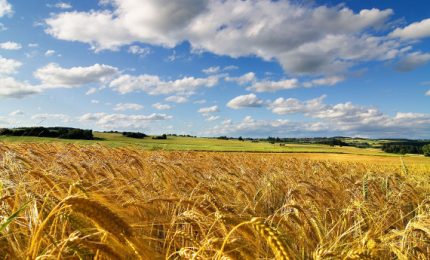 Cosimo Gioia: "L'aumento del costo di sementi, concimi ed energia rischia di 'mangiarsi' l'aumento del prezzo del grano". Lo scenario nel mondo