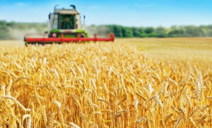 Il prezzo del grano russo registra aumenti da record e gli italiani scoprono di essere stati presi in giro sul grano canadese