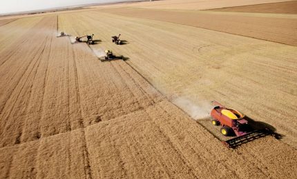 Brutte notizie per chi importa grano canadese: il Canada riduce le esportazioni mentre cresce la domanda di grano nel mondo