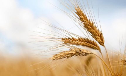 Calano drasticamente in Italia le importazioni di grano duro canadese. In Sicilia prezzo del grano duro bloccato