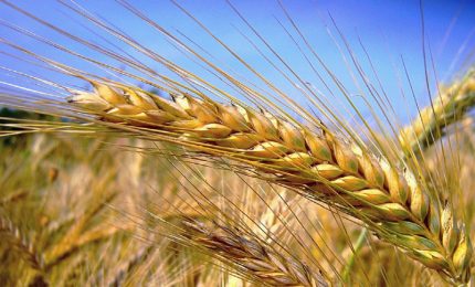 Cun e Ismea: prezzo del grano duro in Sicilia è di 520 euro al quintale. Come mai si vende a un prezzo più basso?