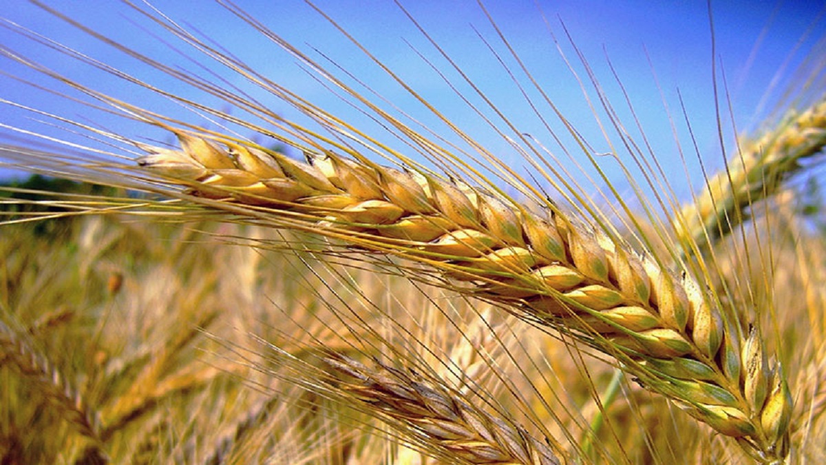 Cun e Ismea prezzo del grano duro in Sicilia è di 520 euro al quintale