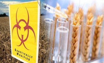 Mentre la siccit&agrave; ha ridotto la produzione mondiale di grano l'Argentina lancia il grano transgenetico che cresce con poca acqua. Un caso?