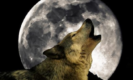 Esistono veramente i lupi mannari? Tre casi nella Puglia degli anni '40, '50 e '70 del secolo passato
