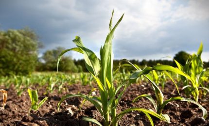 Sei modi per penalizzare scientificamente l'agricoltura siciliana e preparare la svendita di seminativi e oliveti