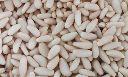 Addio ai pinoli della cucina siciliana: la produzione delle pigne nella nostra Isola si &egrave; ridotta del 90%