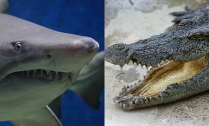 Squalo attacca un alligatore che si difende e contrattacca (video)