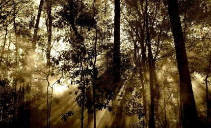 Allarme deforestazione, in Italia distrutti 170mila ettari di bosco